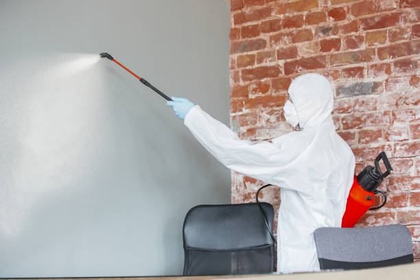 Best Mold Removal for HVAC Installations  in Ridgway, CO