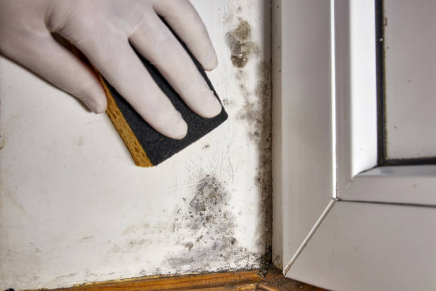 Best Forensic Mold Investigation  in Ridgway, CO