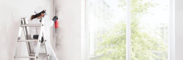 Best Basement Mold Removal  in Ridgway, CO